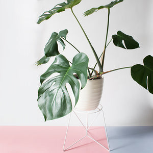 Plant Stand White