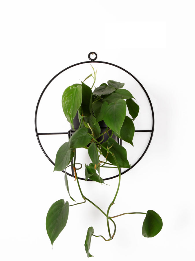 black wall plant hanger Wall Plant Hanger Black – PlantBe Studio