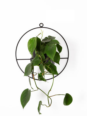 black plant hanger Wall Plant Hanger Black – PlantBe Studio