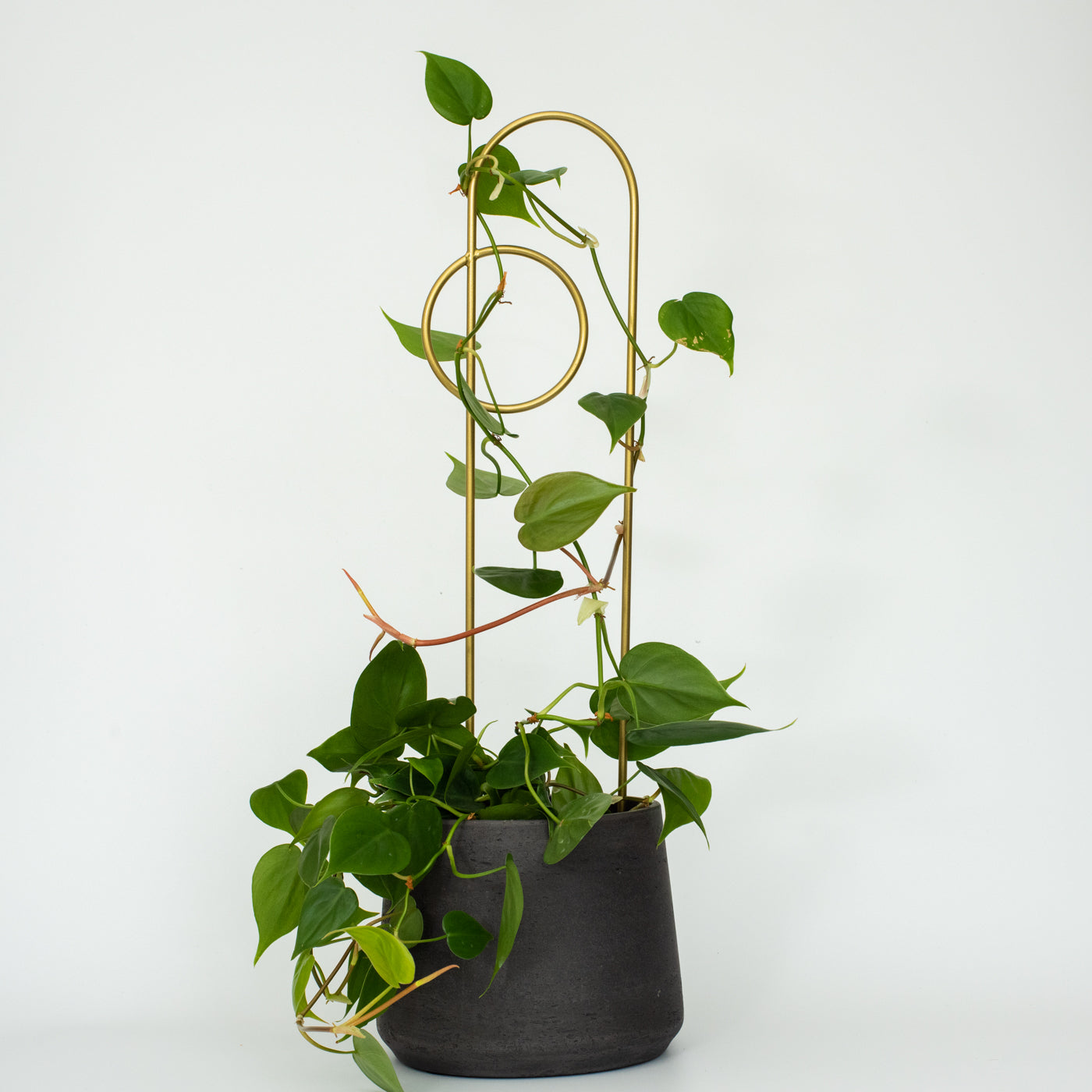stake jade plant Plant Stake – PlantBe Studio