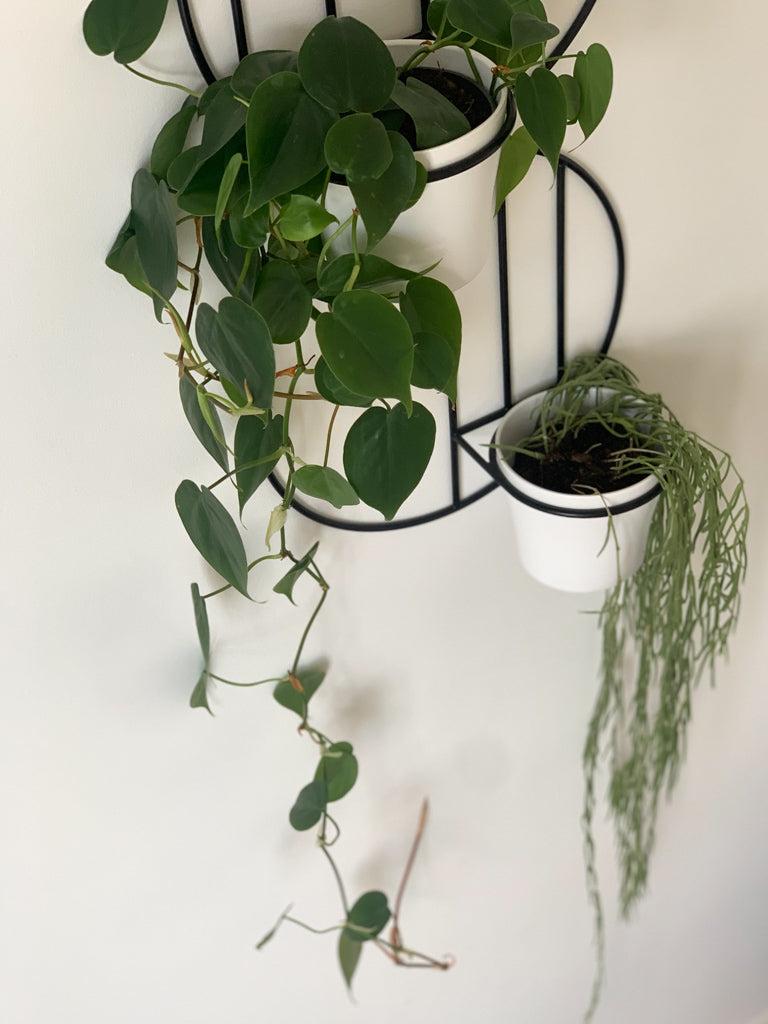 money plant hanger Billie Wall Plant Hanger – PlantBe Studio